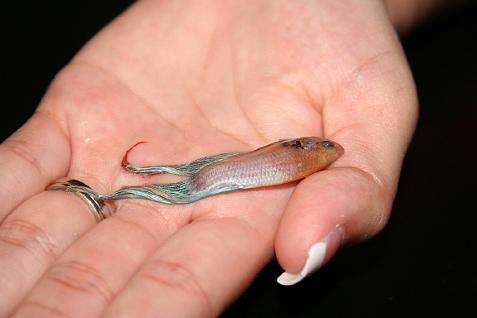 (image for) Cassandra and the Beautiful Fish