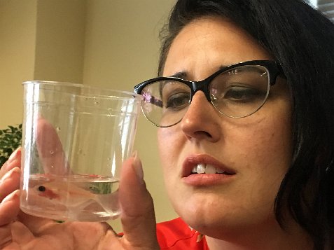 (image for) Athena and the Ghost Fish