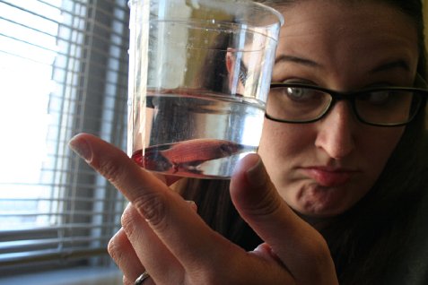 (image for) Athena and the Springtime Fish