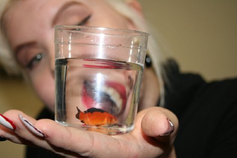 (image for) That BroaDD and the Fishy Story