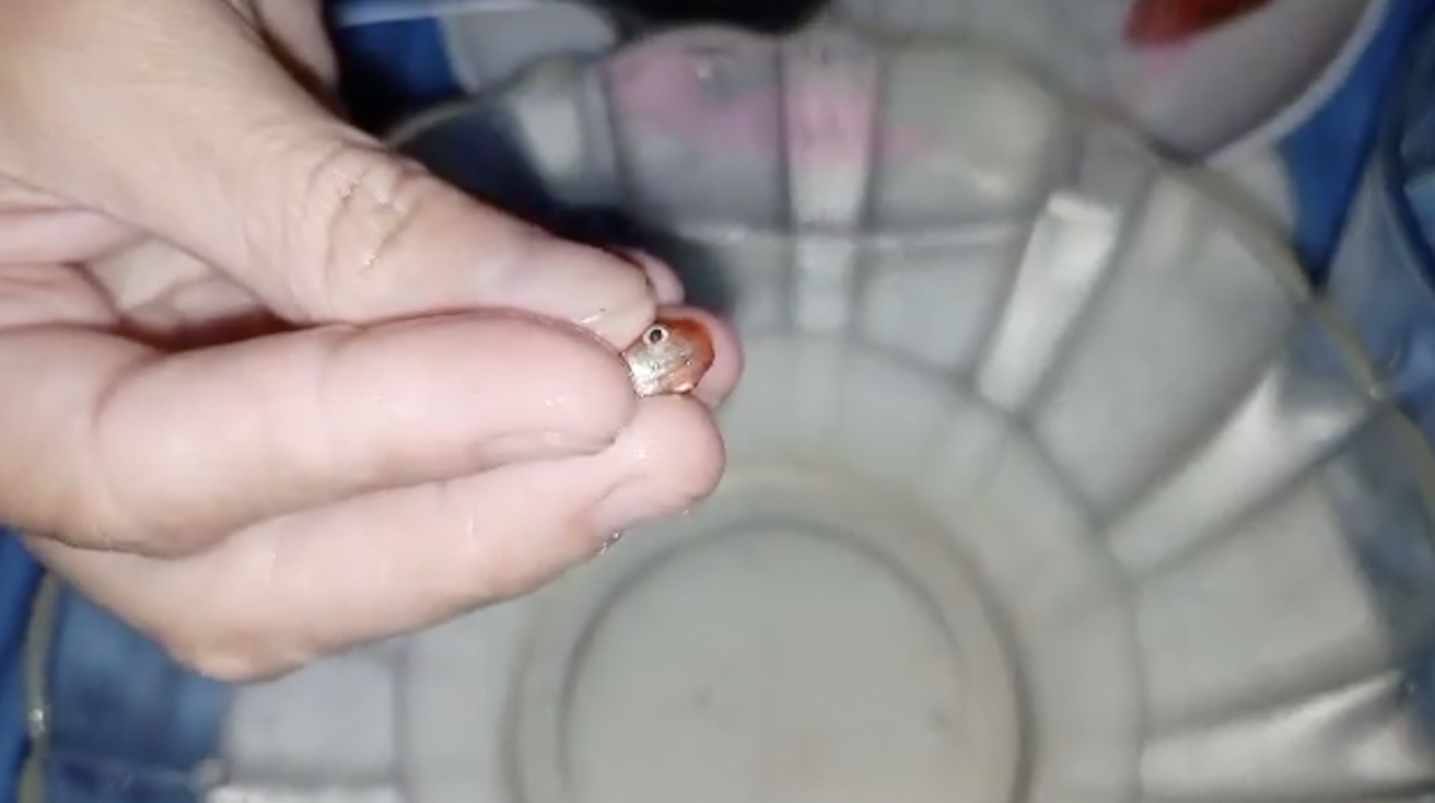 (image for) Kimberly and the Breakfast Fish