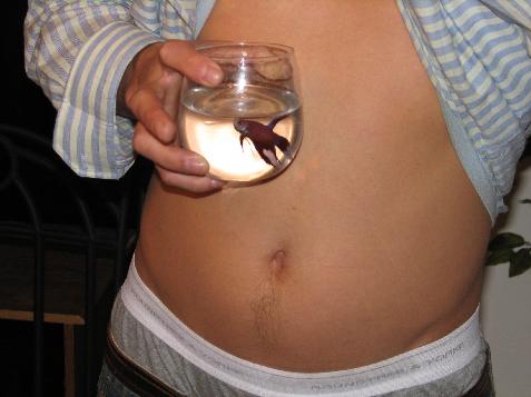 (image for) TJ and the Maroon Betta